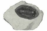 Inflated Isotelus Trilobite - Walcott-Rust Quarry, NY #199014-3